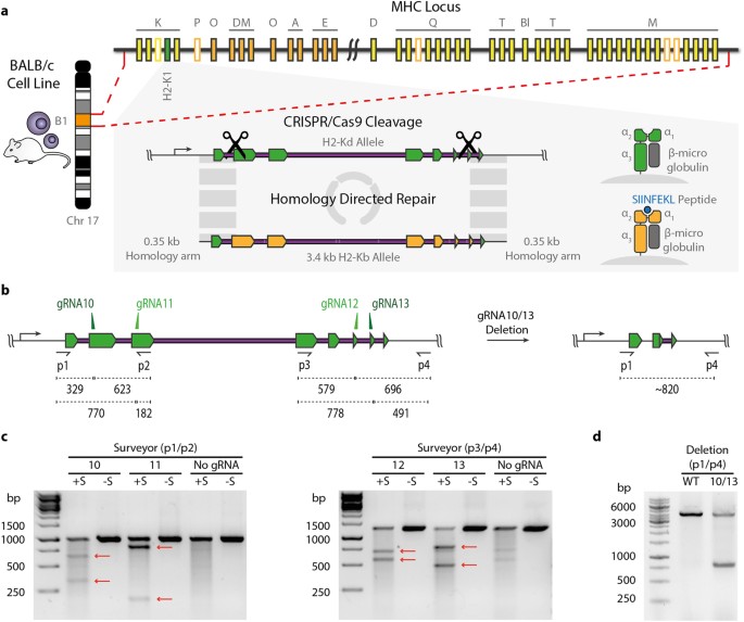 Reprogramming mhc specificity by crispr-cas9-assisted cassette exchange