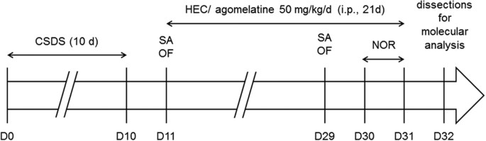 Effect Of Agomelatine On Memory Deficits And Hippocampal