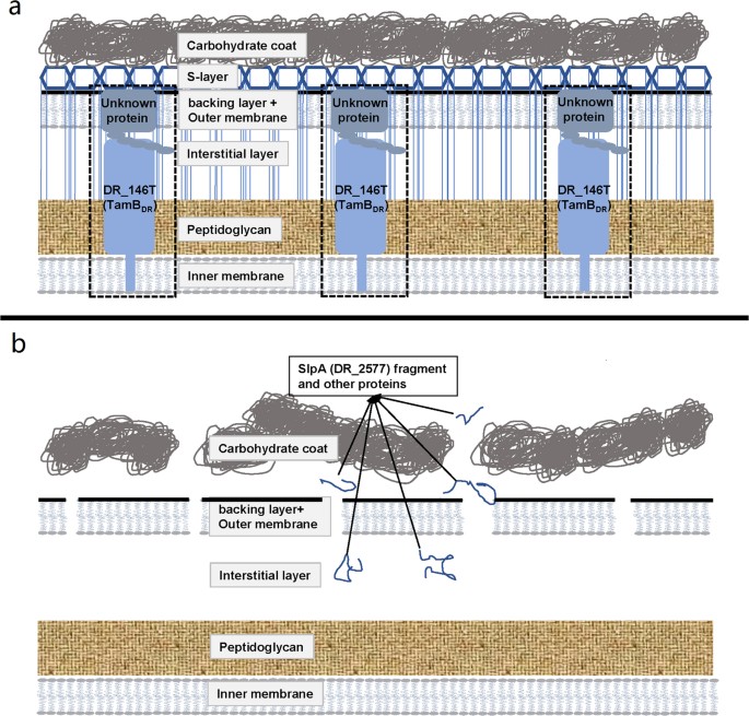 A tentative model of the S-layer of Deinococcus radiodurans R 1