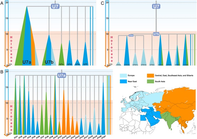 human mitochondrial dna haplogroup u7