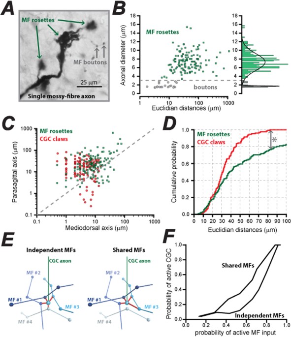 Exploring the significance of morphological diversity for