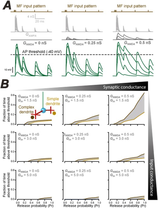 Quantification of MF rosette spacing and comparison with CGC claw