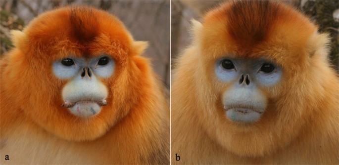 Male Dispersal Pattern in Golden Snub-nosed Monkey (Rhinopithecus roxellana) in Qinling Mountains and its Conservation Implication | Scientific Reports Male Dispersal Pattern in Golden Snub-nosed Monkey (Rhinopithecus roxellana) in Qinling Mountains and its Conservation Implication | Scientific Reports