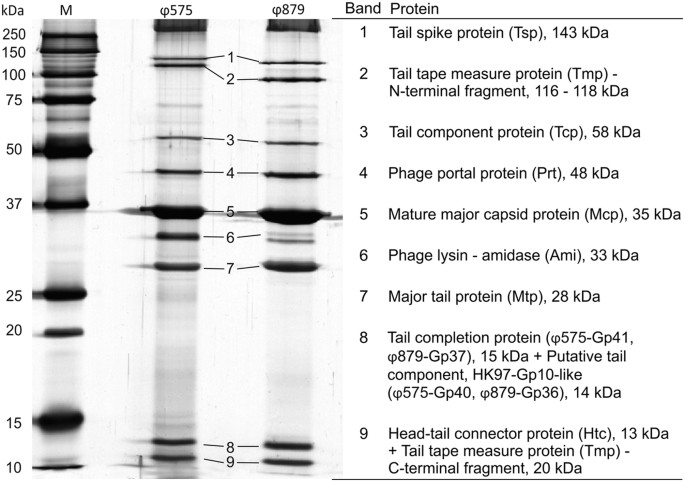 Staphylococcus sciuri bacteriophages double-convert for staphylokinase and  phospholipase, mediate interspecies plasmid transduction, and package mecA  gene | Scientific Reports