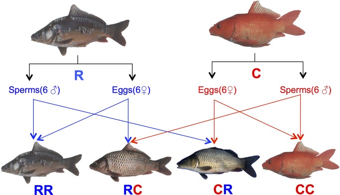 Fish Characteristics and Differences From Other Animals