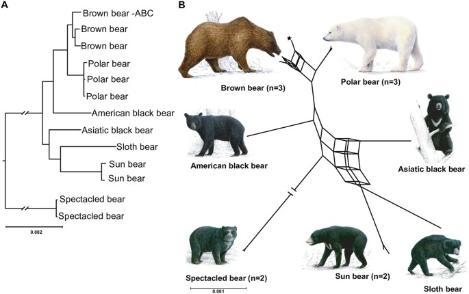 All Bears In Submissions (1-100), In Order