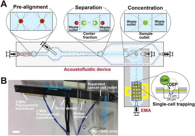 Label Free Single Cell Separation And Imaging Of Cancer Cells Using An Integrated Microfluidic System Scientific Reports