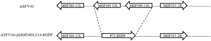 Development of a fluorescent asfv strain that retains the ability to cause disease in swine