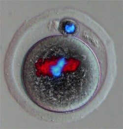 Fertilized Eggs Reprogram Adult Cell Genomes Nature Reports Stem Cells