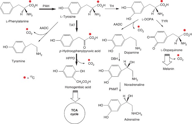13 C Phenylalanine Breath Test Detects Altered Phenylalanine Kinetics In Schizophrenia Patients Translational Psychiatry