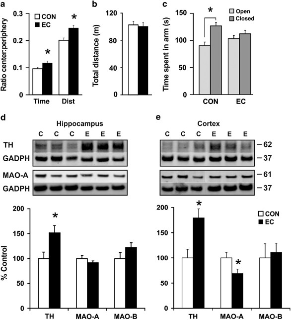 Full article: Anxiolytic effects of theaflavins via dopaminergic activation  in the frontal cortex