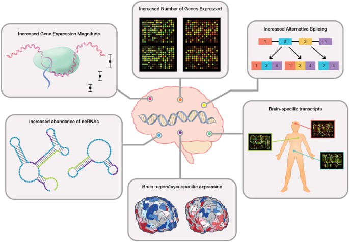 Functional genomics of human brain development and implications for autism  spectrum disorders | Translational Psychiatry