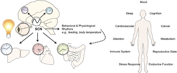 Timing of light exposure affects mood and brain circuits | Translational  Psychiatry