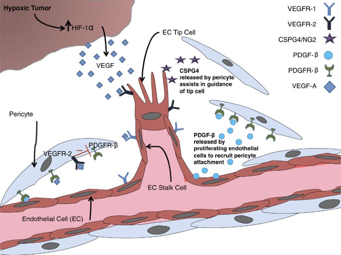 Genes involved in pericyte-driven tumor maturation predict treatment benefit of first-line folfiri plus bevacizumab in patients with metastatic colorectal cancer