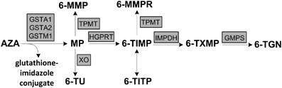 The glutathione transferase mu null genotype leads to lower 6-mmpr levels in patients treated with azathioprine but not with mercaptopurine