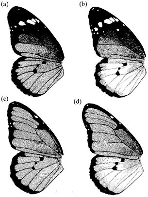 Non-mendelian segregation and variable penetrance of colour genes in the polymorphic butterfly danaus chrysippus (l. )