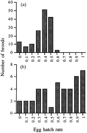 Sex ratio distortion in Acraea encedon (Lepidoptera: Nymphalidae) is caused by  a male-killing bacterium