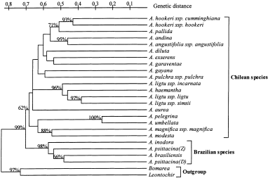 Genetic diversity of chilean and brazilian alstroemeria species assessed by aflp analysis