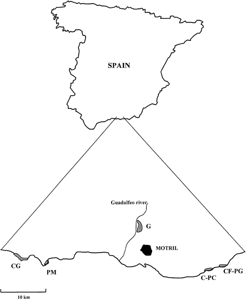 Genetic variation in the endemic and endangered rosmarinus tomentosus huber-morath & maire (labiatae) using rapd markers