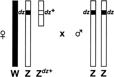 Meiotic pairing of sex chromosome fragments and its relation to atypical transmission of a sex-linked marker in ephestia kuehniella (insecta: lepidopt