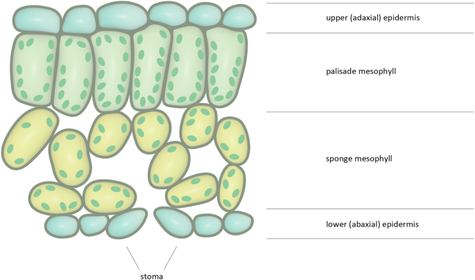 See the world from a plant&rsquo;s perspective: on creating an 