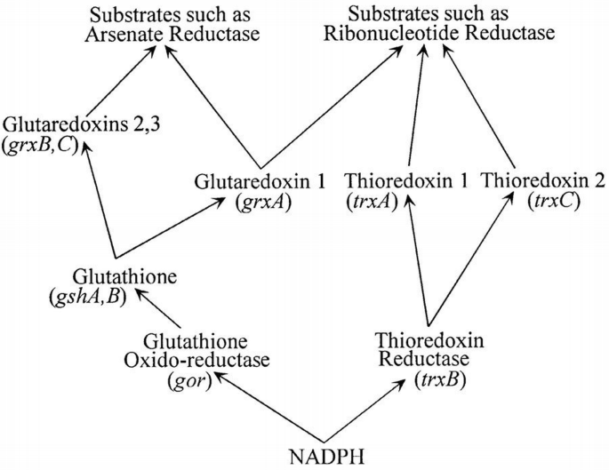 where can you get glutathione naturally Top 8 Glutathione Rich Foods For Glowing & Healthy Skin