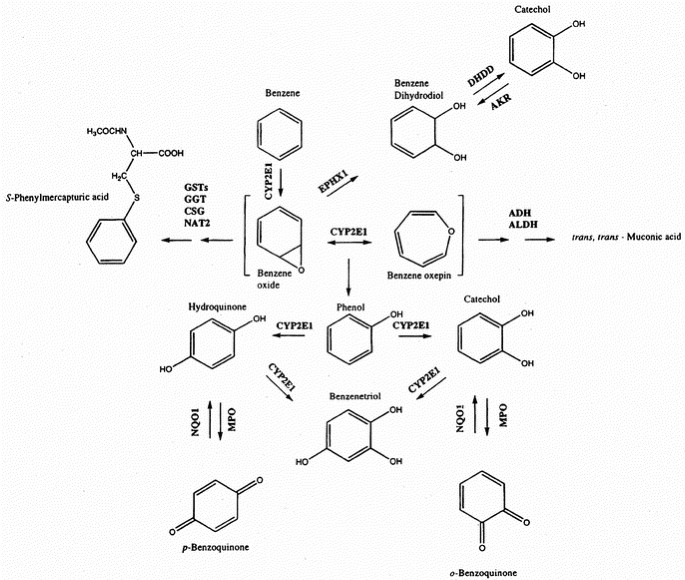 glutathione and nqo1 NAD(P)H:quinone oxidoreductase (NQO1) polymorphism, exposure to benzene, predisposition to disease: A HuGE review Connection Size:2