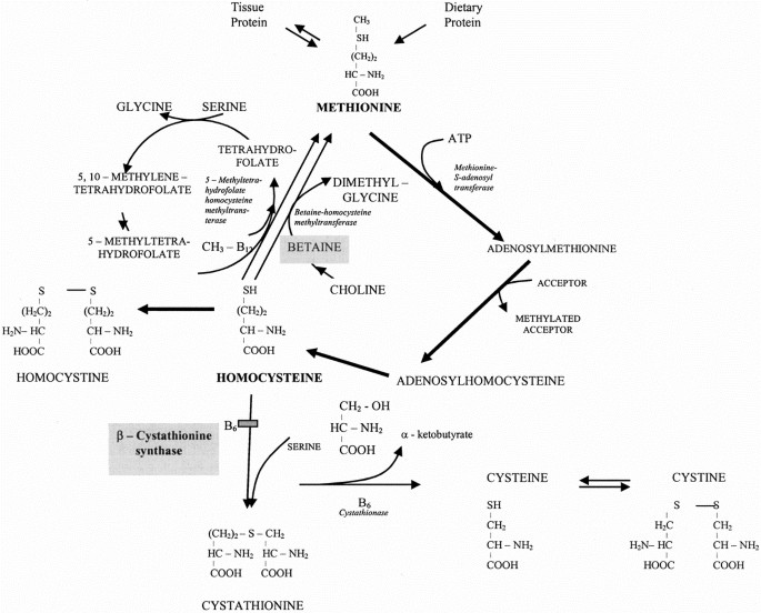 Cystathionine B Synthase Deficiency Effects Of Betaine Supplementation After Methionine Restriction In B6 Nonresponsive Homocystinuria Genetics In Medicine Cystathionine B Synthase Deficiency Effects Of Betaine Supplementation After Methionine Restriction In B6 Nonresponsive Homocystinuria Genetics In Medicine