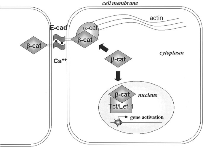 alteration in e-cadherin beta-catenin expression in canine melanotic tumors β-Catenin and E-Cadherin Expression Patterns in High-Grade Endometrial  Carcinoma Are Associated with Histological Subtype