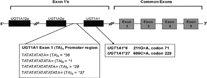 Индукторы ugt1a1. Полипептид 1a семейства удф-глюкуронилтрансферазы 1 ugt1a1: ugt1a1*28. Ugt1a1 та 7. Высокий билирубин при синдроме жильбера. Ферменты ugt.