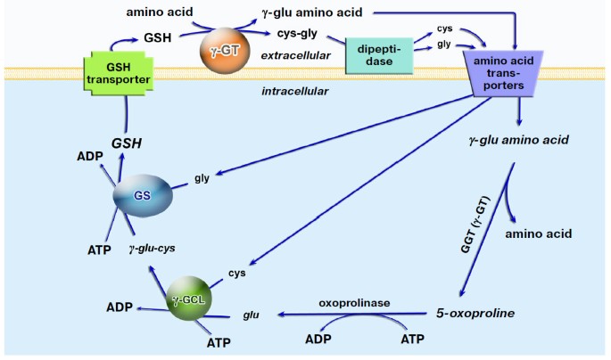 does glutathione feed cancer Glutathione Synthesis in Cancer Cells | Biochemistry (Moscow)