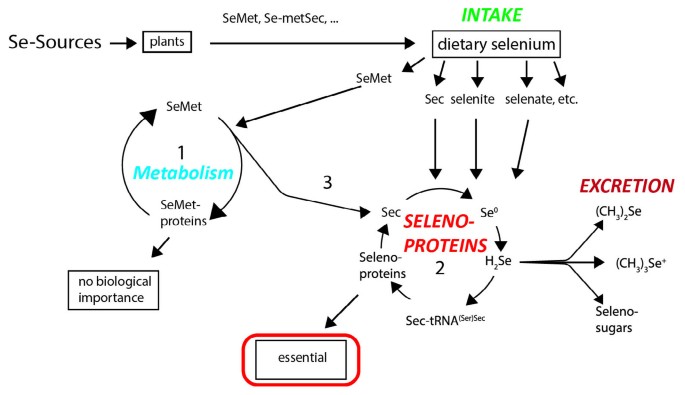 can you take selenium and glutathione together Selenium Metabolism and Biosynthesis of Selenoproteins in the Human Body |  Biochemistry (Moscow)