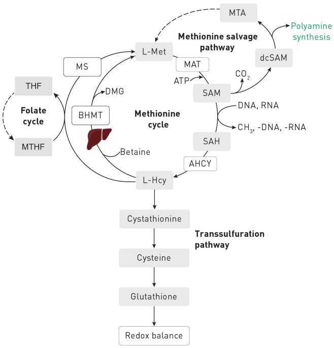will glutathione cause cancer Involvement of peroxidases in the occurrence and development of breast cancers | Journal of Translational Medicine A study shows that the