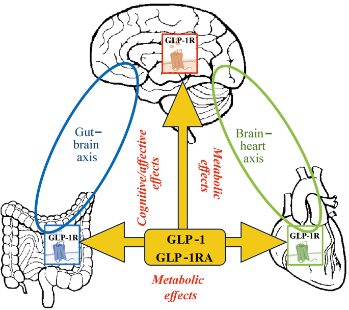 how does glp 1 work in the brain Glucagon-Like Peptide-1 Receptor Agonists Are Promising for the Treatment  of Brain Diseases: an Outlook from the Perspective of Integrative  Physiology | Journal of Evolutionary Biochemistry and Physiology