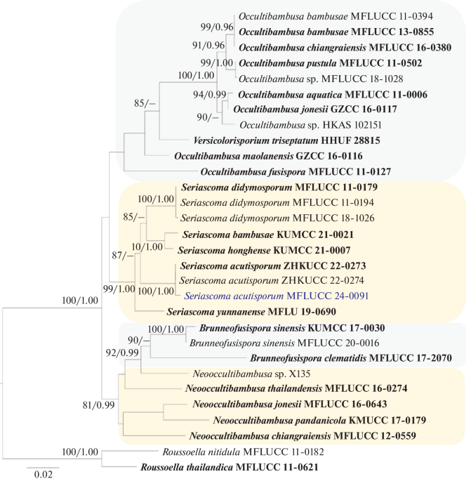 The Asexual Morph of Seriascoma acutisporum (Occultibambusaceae, Pleosporales)