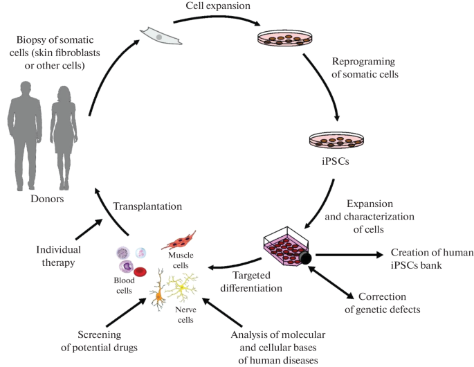 bpc 157 stem cells Induced Pluripotent Stem Cells: A Unique Model for Studying the Human Brain  in Health and Disease | Neurochemical Journal
