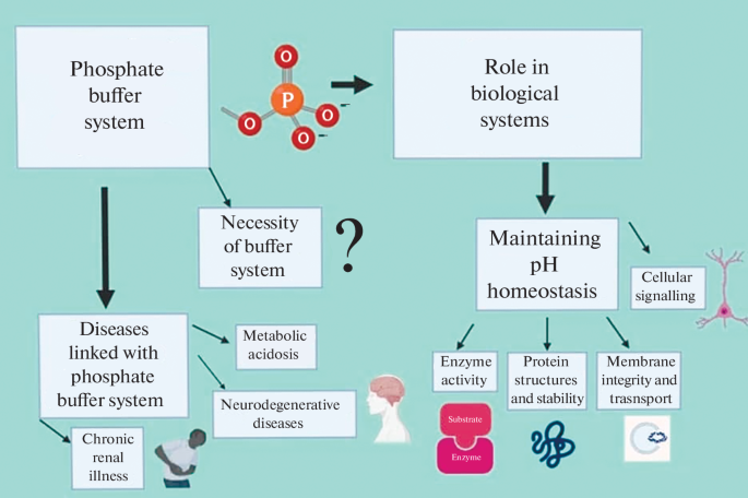 The Critical Role of Phosphate Buffers in Cellular Function: From  Homeostasis to Disease | Biology Bulletin Reviews | Springer Nature Link