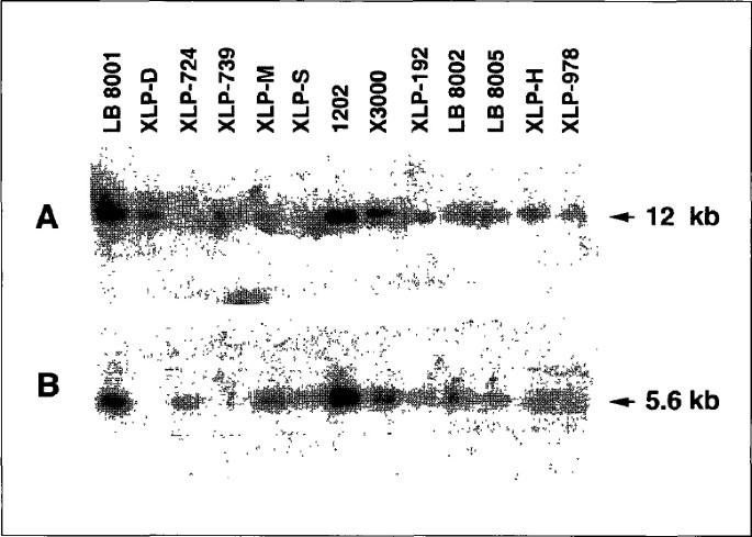 Physical map and cosmid contig encompassing a new interstitial deletion of the x-linked lymphoproliferative syndrome region