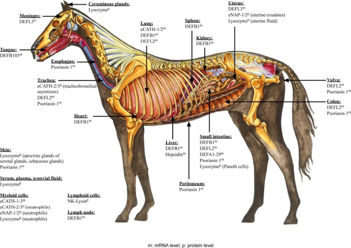 bpc 157 horses Antimicrobial peptides and proteins of the horse - insights into a  well-armed organism | Veterinary Research