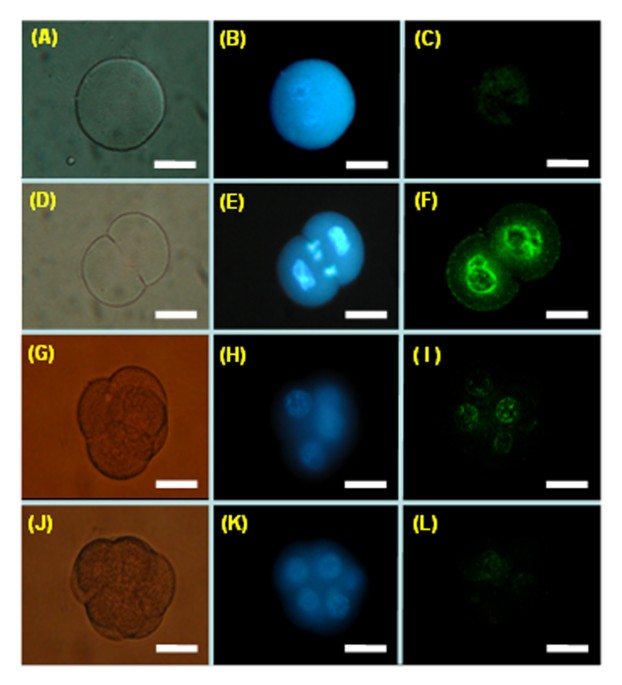 Development of 2-cell embryos recovered at 38h (a and b) and 44h (c and