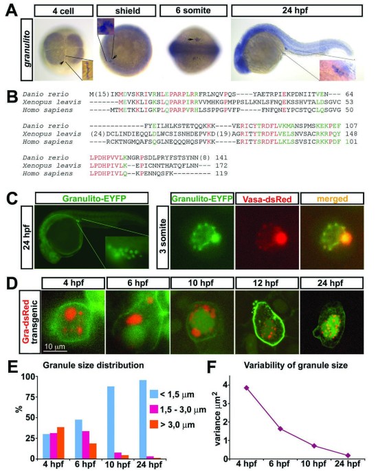 PDF) A light- and electron microscopic study of primordial germ cells in  the zebra fish (Danio rerio)