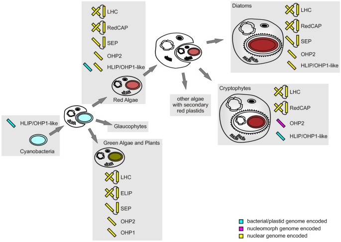 The Extended Light-Harvesting Complex (LHC) Protein Superfamily:  Classification and Evolutionary Dynamics