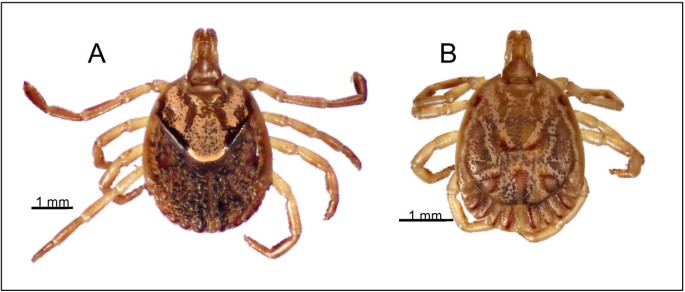 Amblyomma cajennense (Fabricius, 1787) (Acari: Ixodidae), the Cayenne tick:  phylogeography and evidence for allopatric speciation | BMC Ecology and  Evolution | Full Text