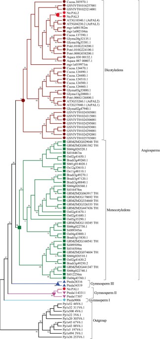 Molecular evolution and functional characterisation of an ancient  phenylalanine ammonia-lyase gene (NnPAL1) from Nelumbo nucifera: novel  insight into the evolution of the PAL family in angiosperms, BMC Ecology  and Evolution