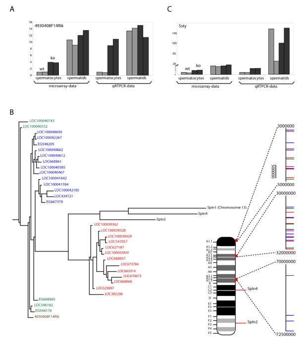 UBR2 mediates transcriptional silencing during spermatogenesis via histone  ubiquitination