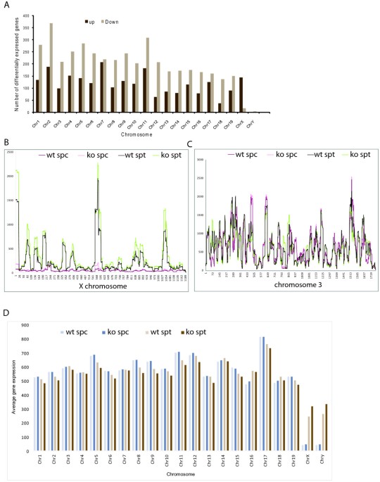 UBR2 mediates transcriptional silencing during spermatogenesis via histone  ubiquitination