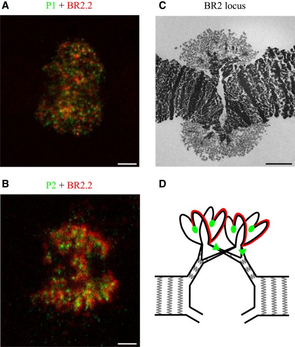 18.7 Transcription disrupts the structure of polytene chromosomes