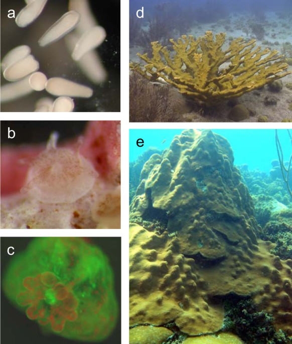 Coral life history and symbiosis: Functional genomic resources for