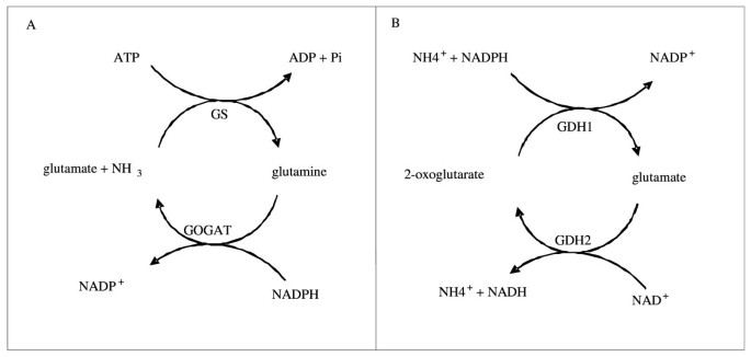 glutathione dehydrogenase Glutamate dehydrogenase and glutamine synthetase are regulated in response  to nitrogen availability in Myocbacterium smegmatis | BMC Microbiology