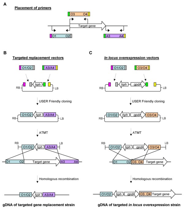 Efficient four fragment cloning for the construction of vectors for  targeted gene replacement in filamentous fungi | BMC Molecular Biology |  Full Text